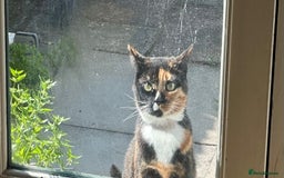 Domestic Shorthair cats for sale: Gizmo  - Image 1