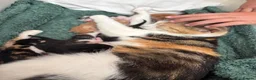 Mixed Breed cats for sale: 7 beautiful kittens  - Advert 32