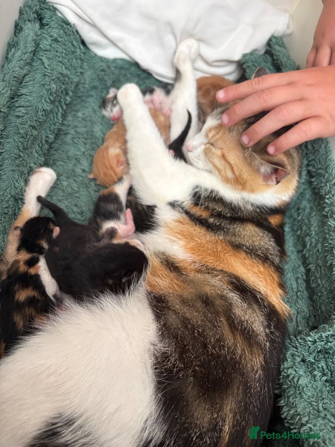 Mixed Breed cats for sale: 7 beautiful kittens  - Advert 32