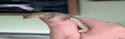 Gecko reptiles for sale: Eurydactylodes agricolae  - Advert 9
