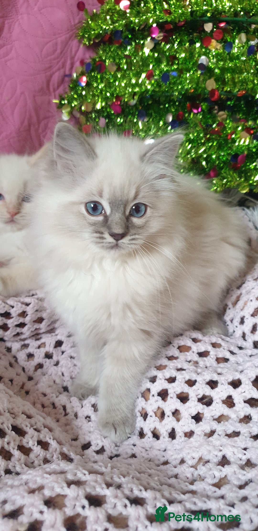 Ragdoll cats for sale: 💗Stunning GCCF registered Ragdoll Kittens. - Advert 3