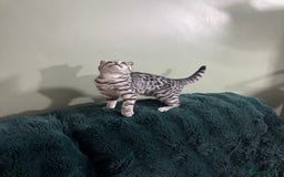 British Shorthair cats for sale: British shorthair silver spotted female  - Image 6