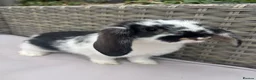 Mini Lop rabbits for sale: Beautiful mini lop rabbits  - Advert 14