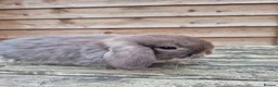 Mini Lop rabbits for sale: Mini lop boys - Advert 4