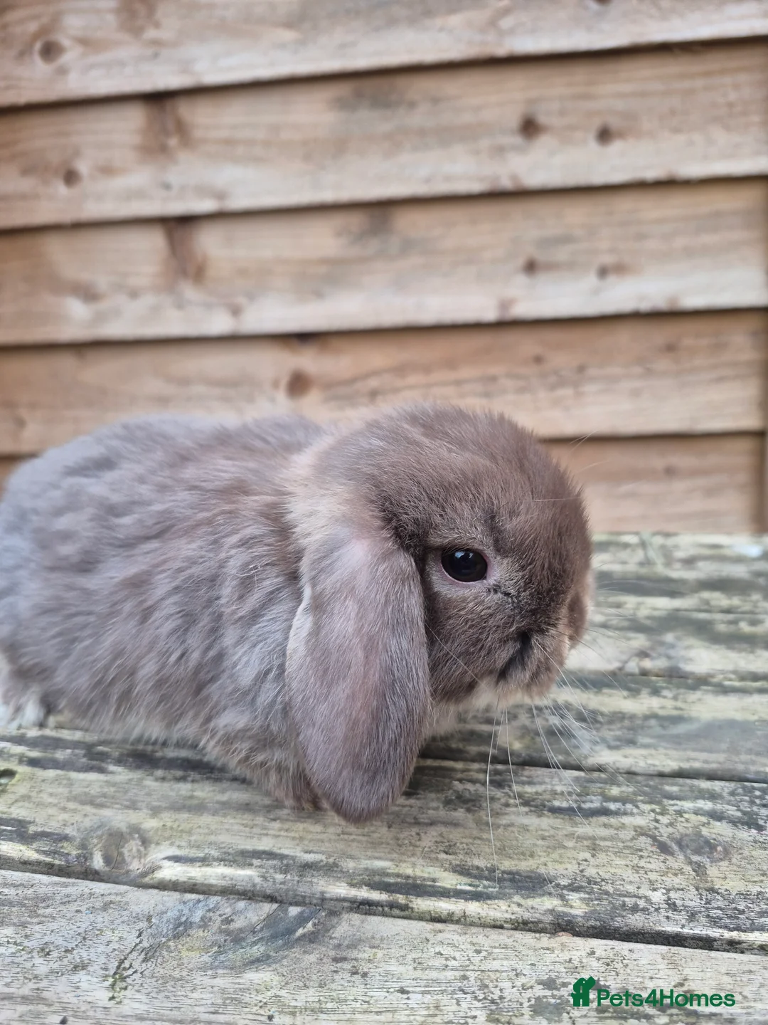 Mini Lop rabbits for sale: Mini lop boys - Advert 4