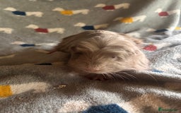 Guinea Pig rodents for sale: Lovely Teddy and Coronet baby Guinea pigs - Image 14