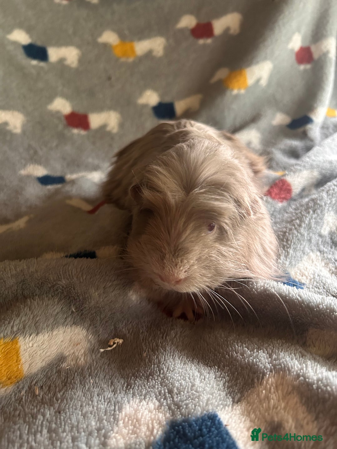 Guinea Pig rodents for sale: Lovely Teddy and Coronet baby Guinea pigs - Image 14