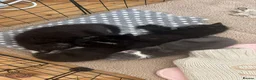 Mixed Breed cats for sale: Adorable Rescue Kittens Looking for Loving Homes  - Advert 2