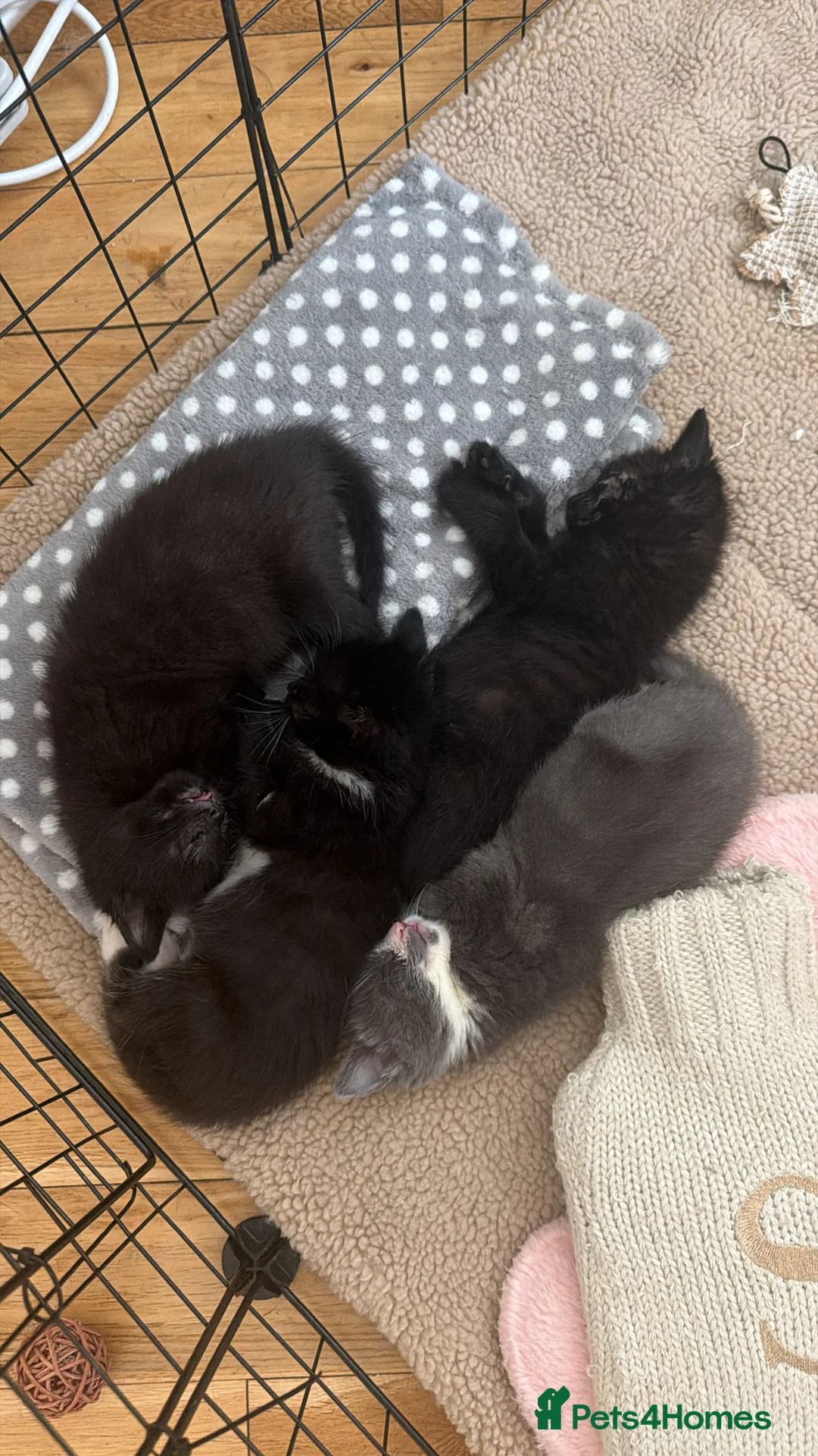 Mixed Breed cats for sale: Adorable Rescue Kittens Looking for Loving Homes  - Advert 2