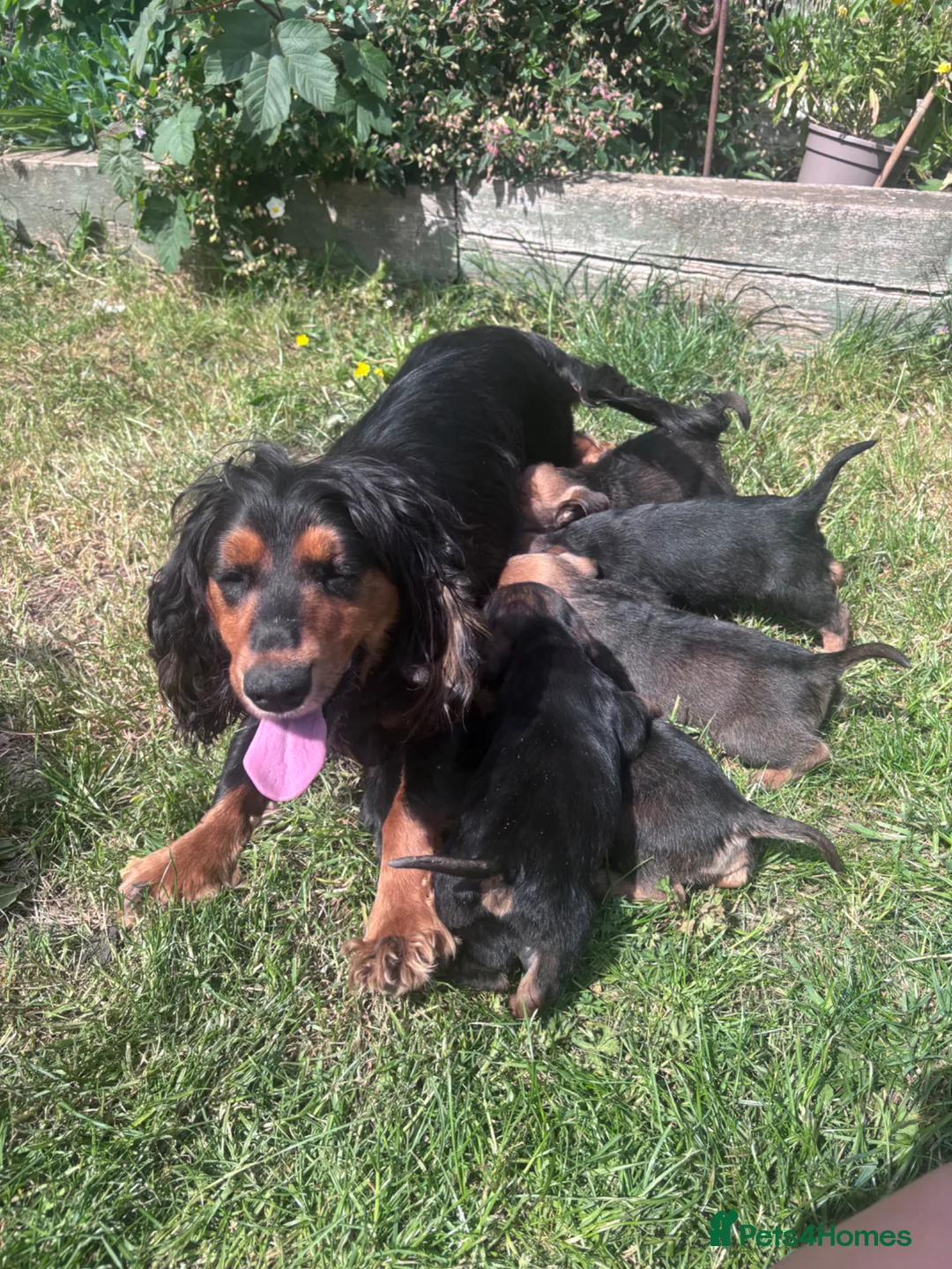 Mixed Breed dogs for sale: Beautiful super friendly puppies  in Banbury - Advert 1
