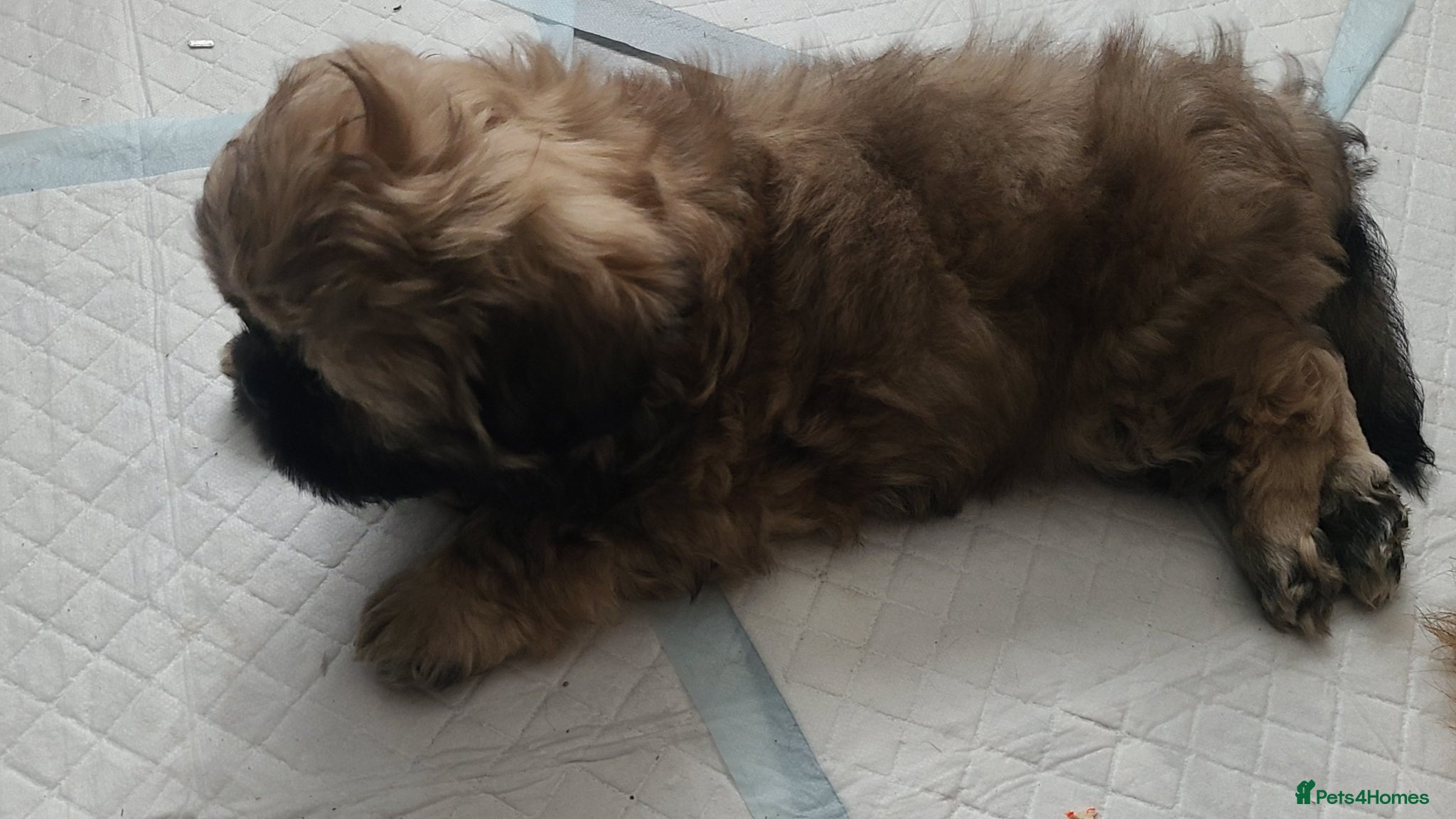Shih Tzu dogs for sale: 2 beautiful boys ready for New home from Wednesday - Advert 12