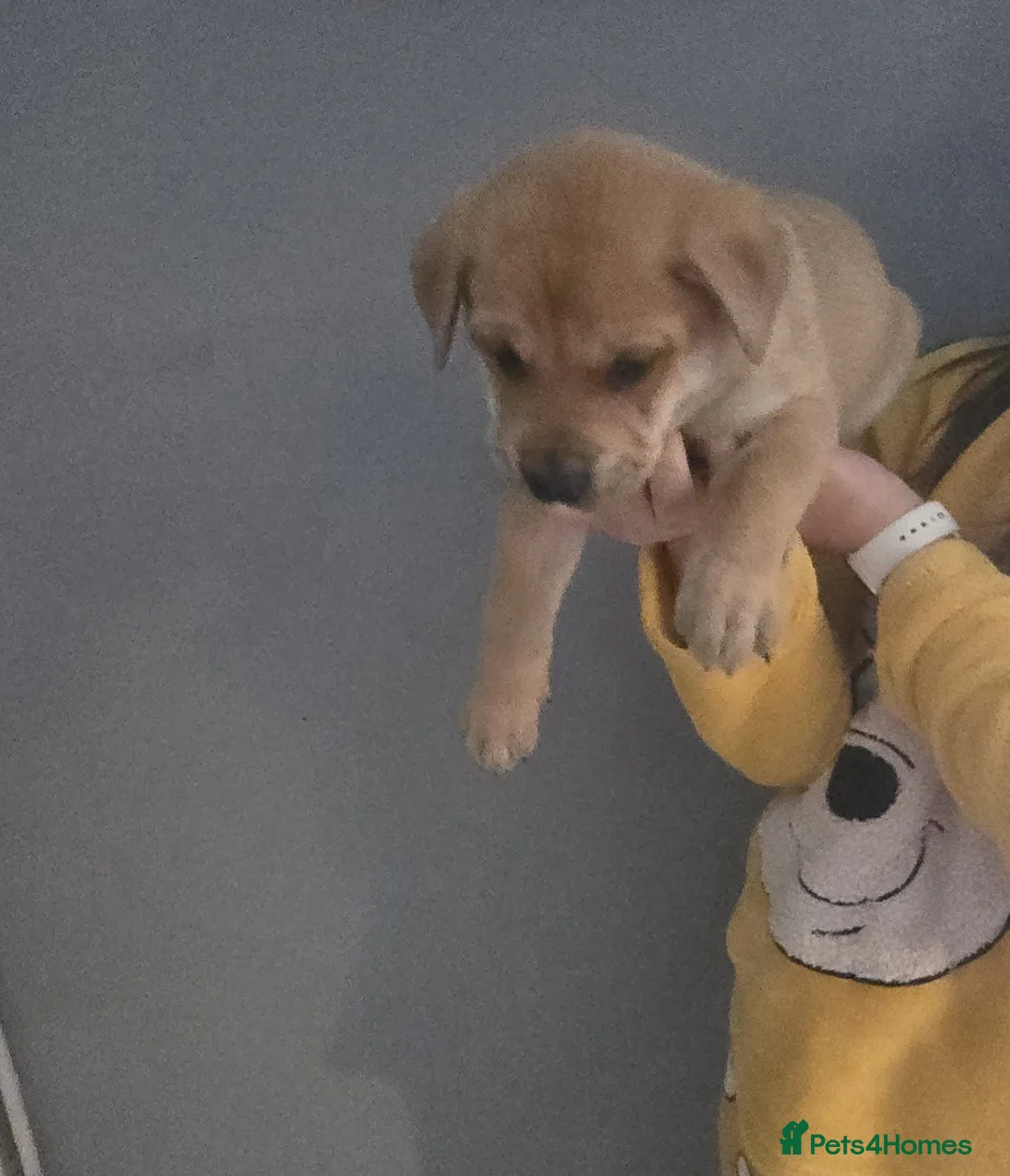 Mixed Breed dogs for sale: Shepard cross shar pei - Advert 2