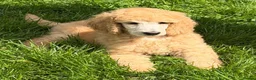 Standard Poodle dogs for sale: KC reg apricot standard poodle boy - Advert 17