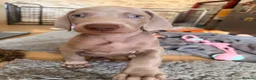 Weimaraner dogs for sale: Beautiful KC reg Weimaraner’s forever homes req - Advert 11
