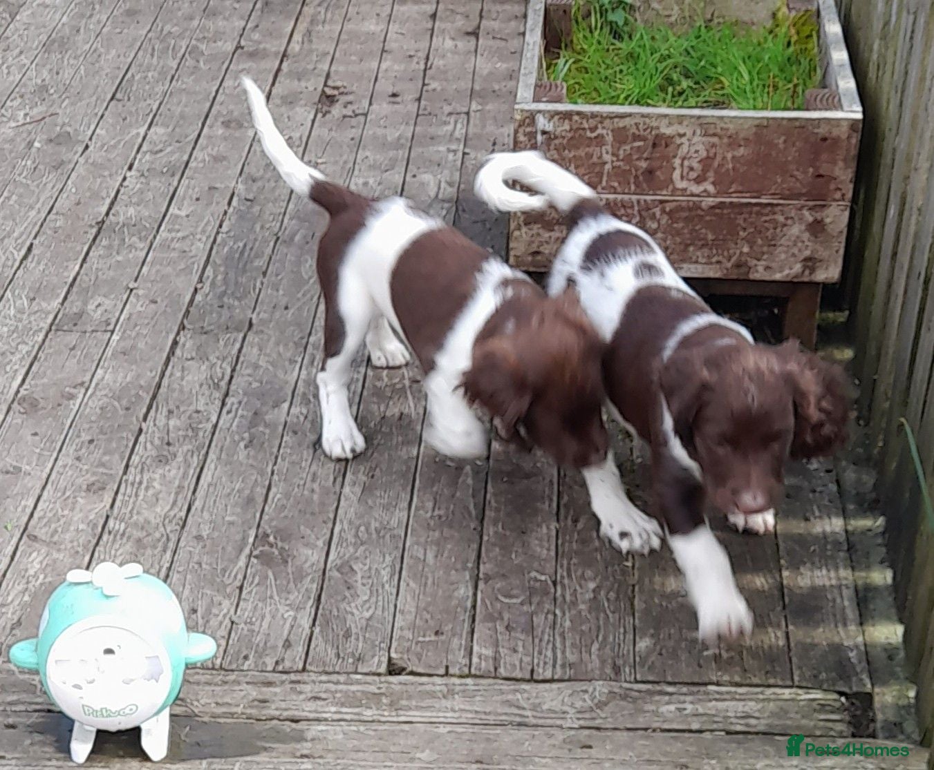 English Springer Spaniel dogs Gorgeous English Springer Spaniels Puppies - Advert 2