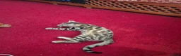 Mixed Breed cats for sale: Cute tabby kitten - Advert 11