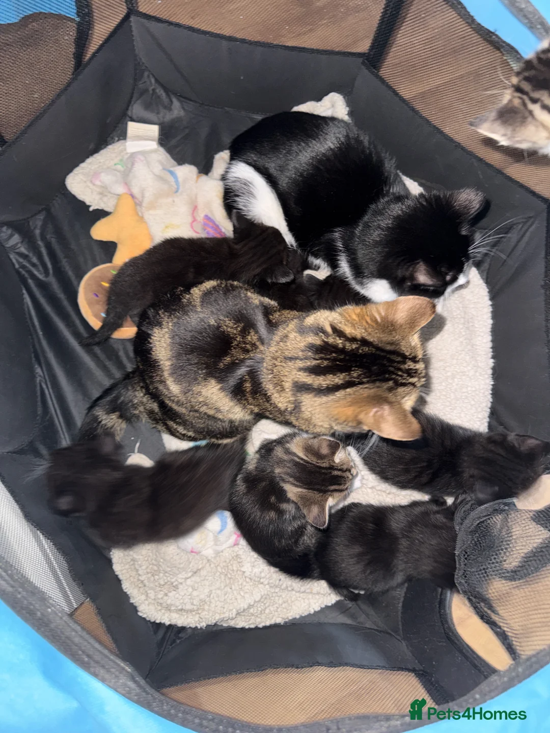 Mixed Breed cats for sale: 10 gorgeous mixed kittens  - Advert 2