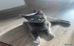 Russian Blue cats for sale: A beautiful cat looking for a new home  - Image 6