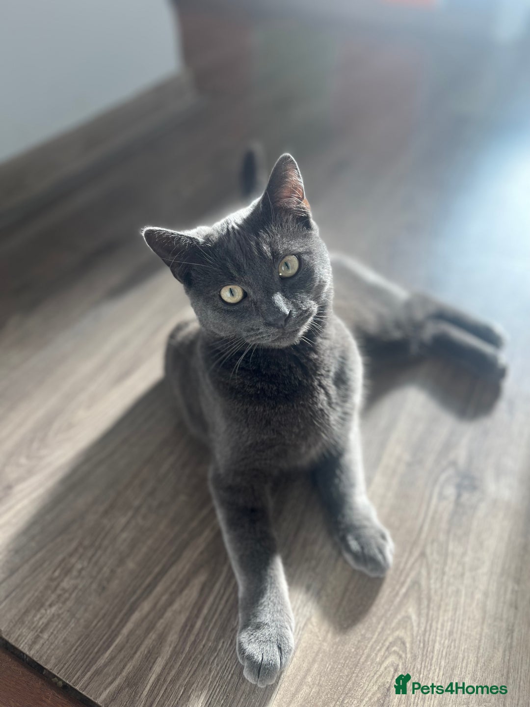 Russian Blue cats for sale: A beautiful cat looking for a new home  - Image 6