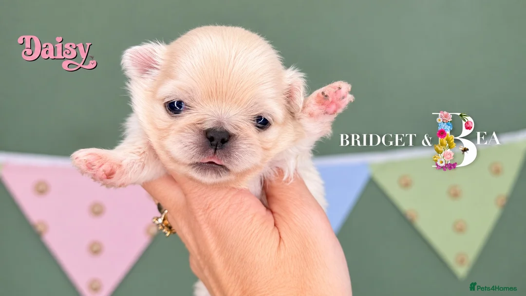 Pekingese dogs for sale: Cream girl kc licensed breeder health tested  - Advert 9