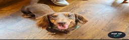 Miniature Dachshund dogs for sale: Stunning longhair miniature dachshunds - Advert 8