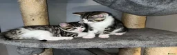 Mixed Breed cats for sale: HALF MAINE COONS  - Advert 9