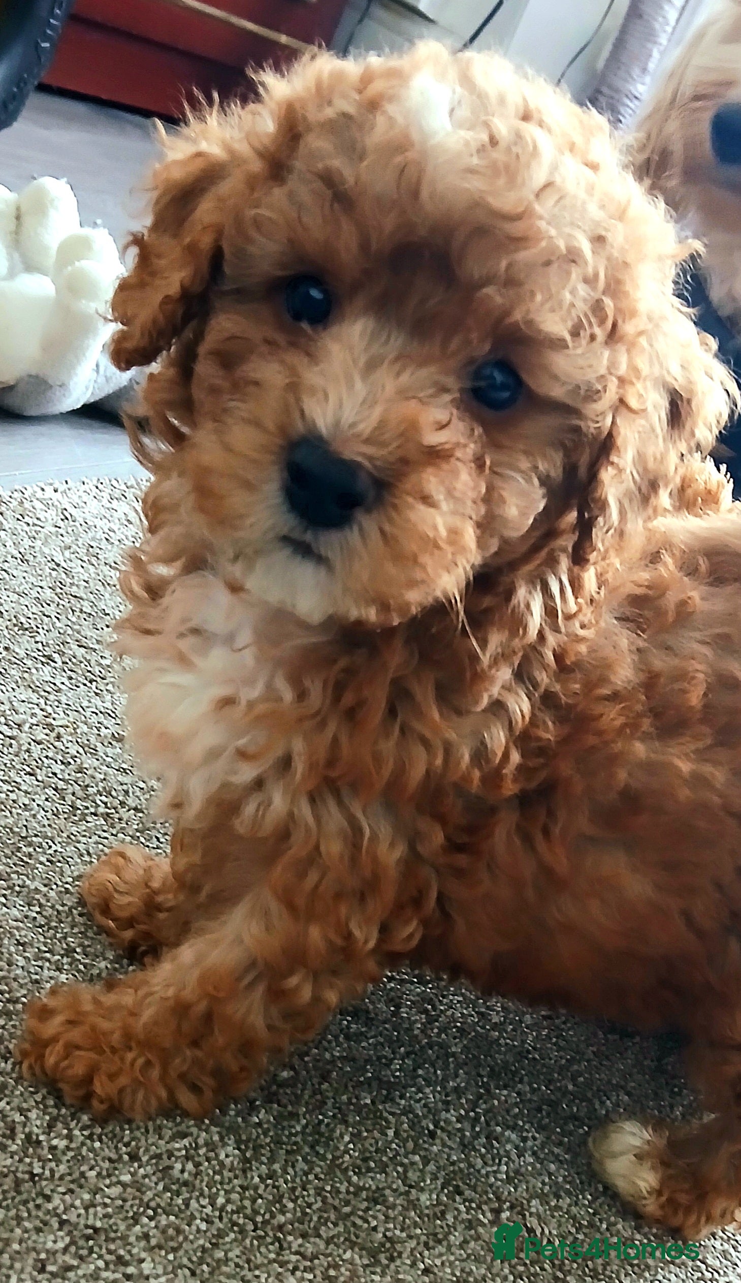 Maltipoo dogs F1B Maltipoo Puppies for Sale – 1 Boy, 3 Girls - Advert 6