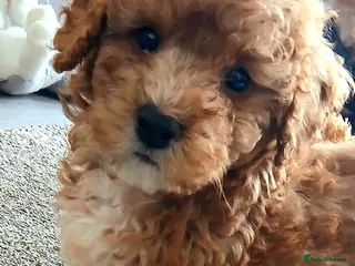 Maltipoo dogs F1B Maltipoo Puppies for Sale – 1 Boy, 3 Girls - Advert 6