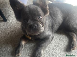 French Bulldog dogs Meet Timmy - Advert 2