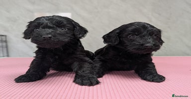 Cockapoo dogs - Advert 6