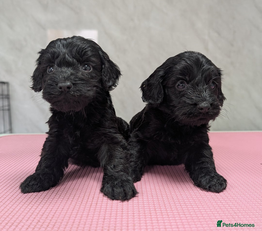 Cockapoo dogs for sale: F1 cockapoo puppies from health tested parents - Image 3