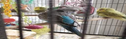 Budgerigars birds for sale: Beautiful baby budgies  - Advert 2
