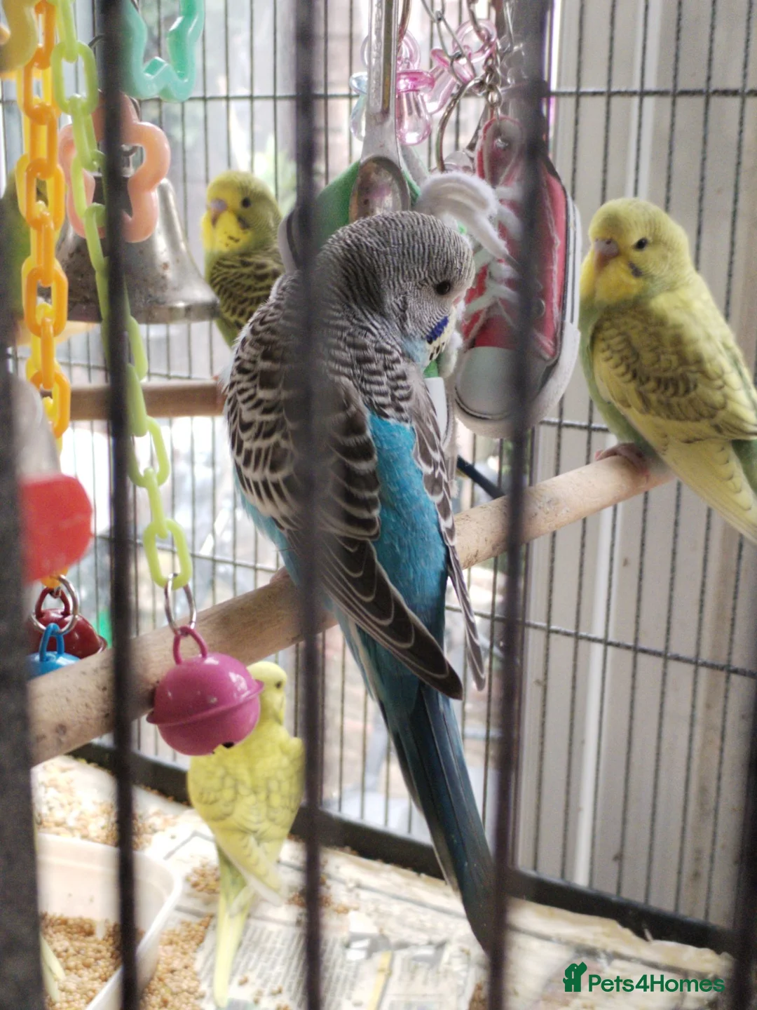 Budgerigars birds for sale: Beautiful baby budgies  - Advert 2