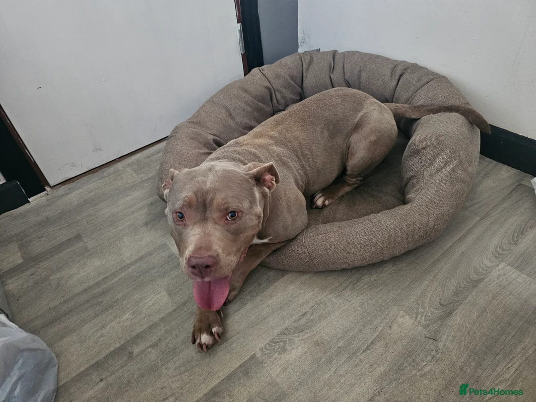 American Bully dogs for sale: AMERICAN BULLY - Advert 10