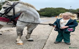 Welsh Section A horses for sale: Child’s pony - Image 4