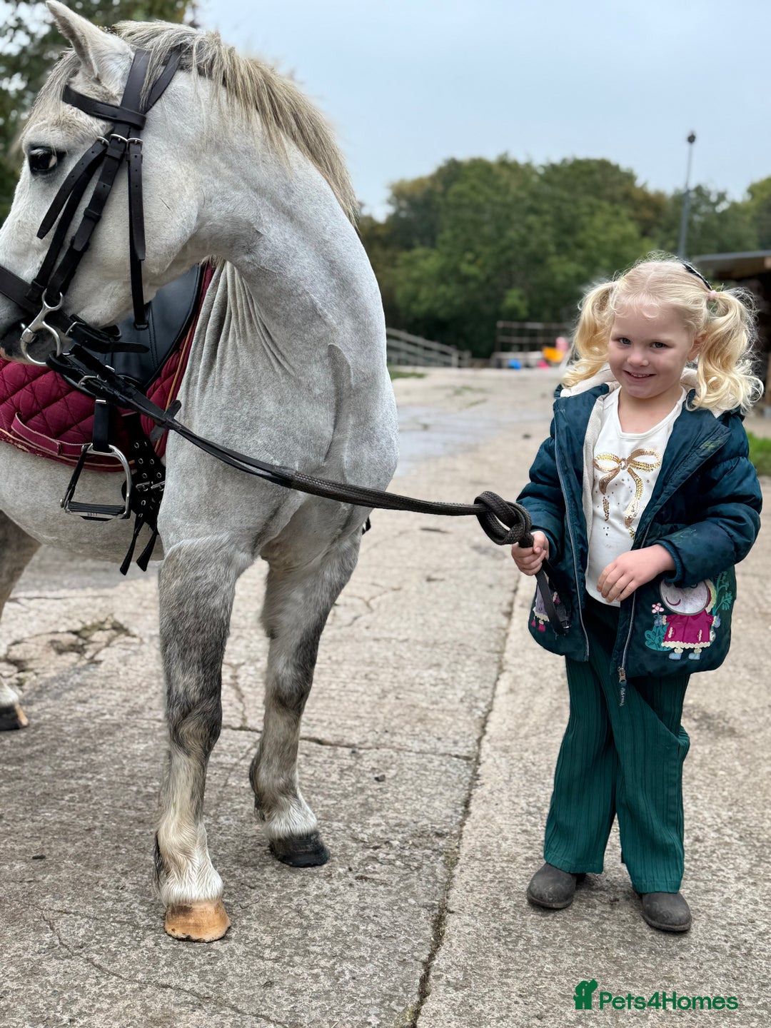 Welsh Section A horses for sale: Child’s pony - Image 4