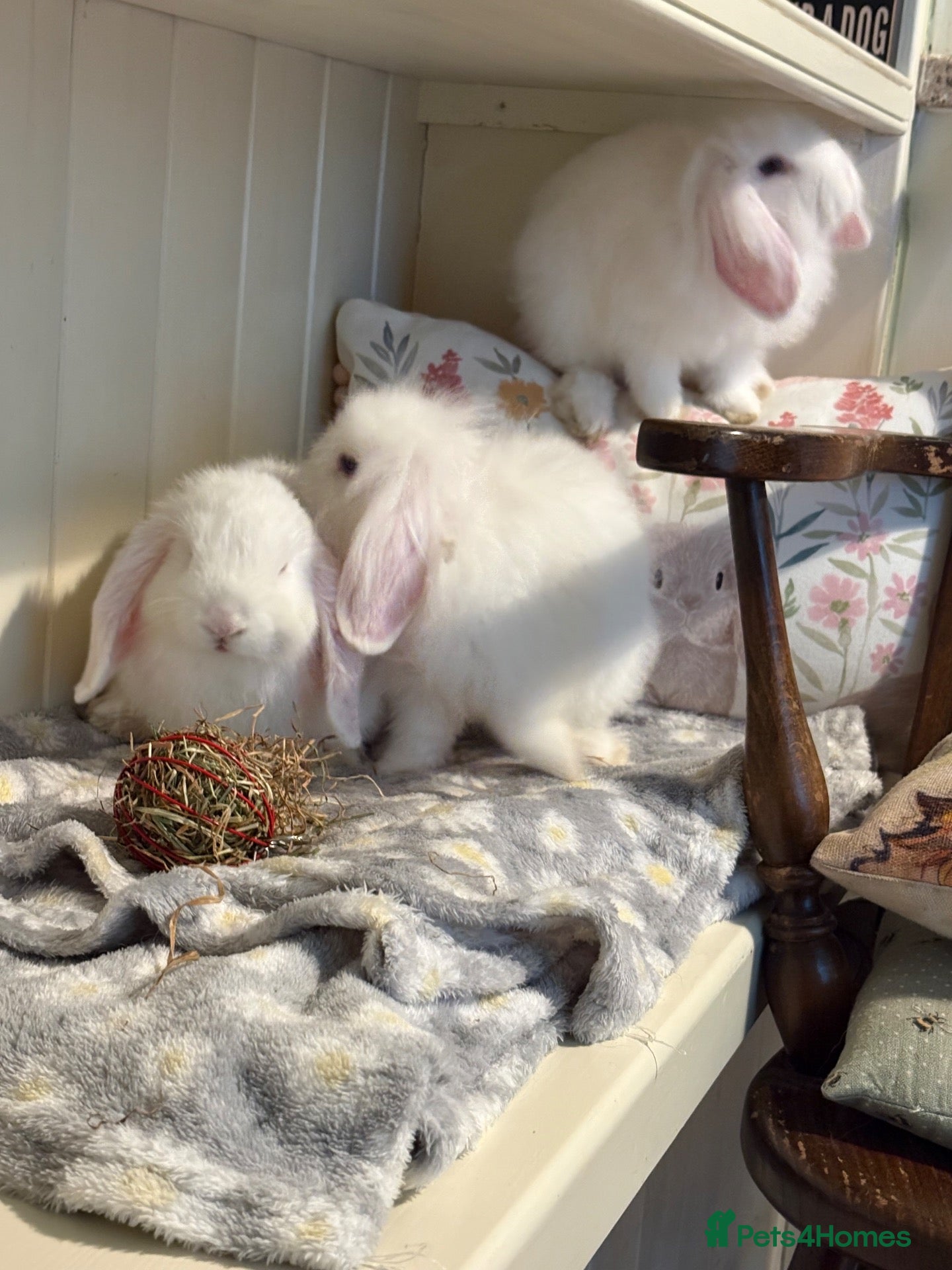 Mini Lop rabbits Mini lops-vaccinated-raised indoors  - Advert 1
