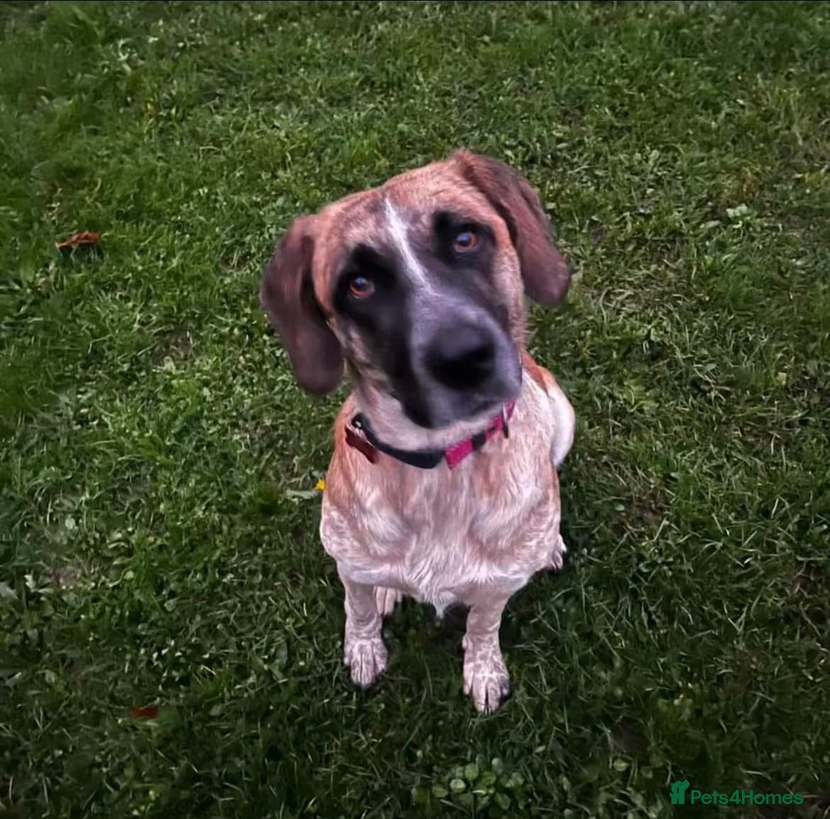 Mixed Breed dogs Darcy - Norwich Norfolk  in Norwich - Advert 7