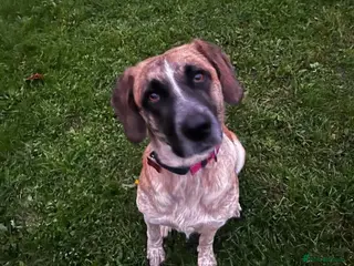 Mixed Breed dogs Darcy - Norwich Norfolk in Norwich - Advert 13