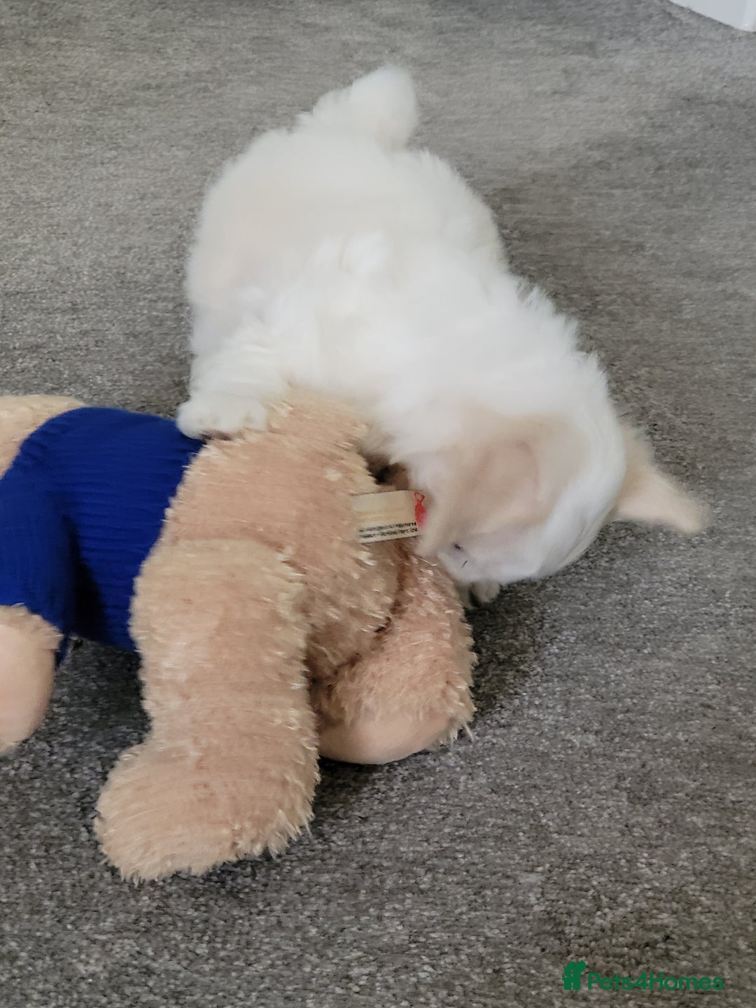 Coton De Tulear dogs for sale: Gorgeous puppies 🐶 KC registered - Image 8