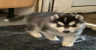 Siberian Husky dogs - Advert 1