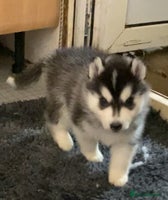 Siberian Husky dogs - Advert 1