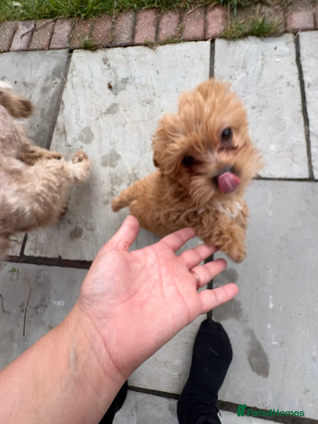 Mixed Breed dogs for sale: Toy poodle mix - Advert 8