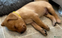 Labrador Retriever dogs for sale: Family/Working bred KC Labradors - Image 35