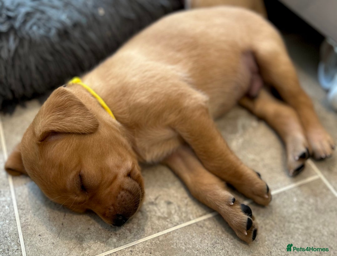 Labrador Retriever dogs for sale: Family/Working bred KC Labradors - Image 35