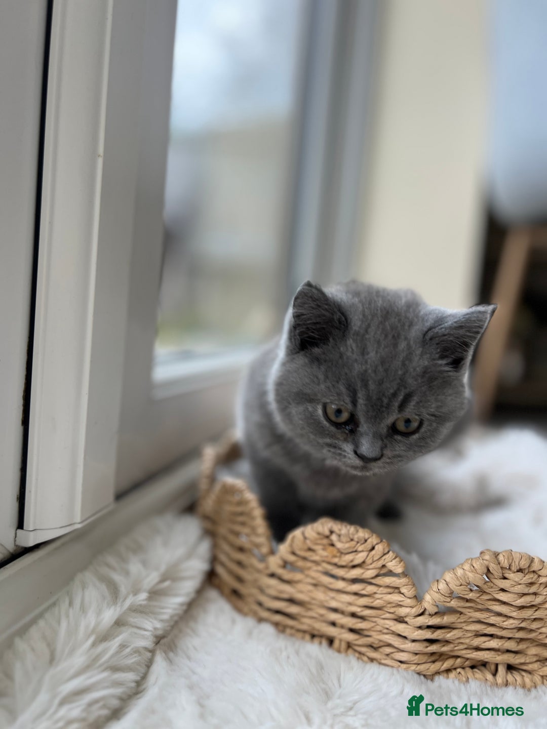 British Shorthair cats for sale: British shorthair kittens - Advert 4
