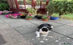 Border Collie dogs for sale: 🐾 Meet Marvin — Left Behind, But Not Forgotten 💔 - Image 5