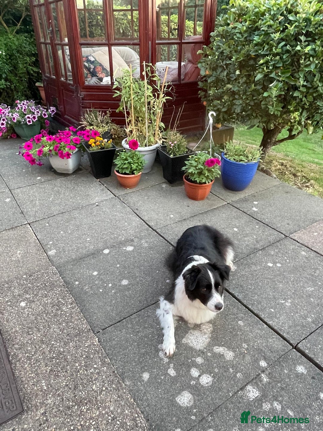 Border Collie dogs for sale: 🐾 Meet Marvin — Left Behind, But Not Forgotten 💔 - Image 5