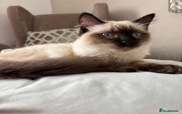 Ragdoll cats for sale: 17 week old male ragdoll kitten - Image 4