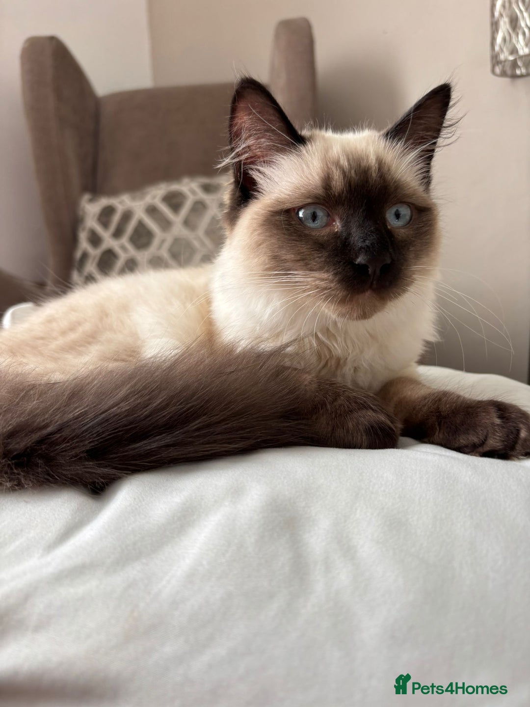 Ragdoll cats for sale: 17 week old male ragdoll kitten - Image 4